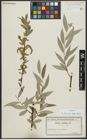 Foto von Salix alba subsp. vitellina (L.) Arcang.